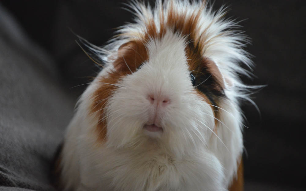 guinea pig